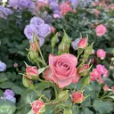 ストライプ 志木店 Yu-miのプロフィール画像