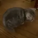 舎利倉 かりんのプロフィール画像