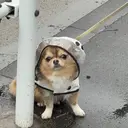 大原 叶夢のプロフィール画像