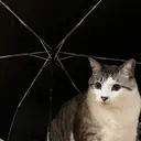 石井 梨乃のプロフィール画像