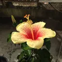 rino aimuのプロフィール画像