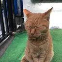 ゴーズゴー マドカのプロフィール画像