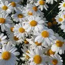 いしだ かりなのプロフィール画像