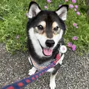 セプトアカデミー かわぐちのプロフィール画像