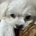 KAMBARA RIKAのプロフィール画像