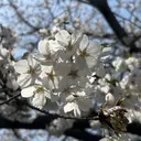 辻元 秀美のプロフィール画像