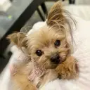 岩本 晏奈のプロフィール画像