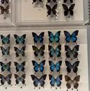 齊藤 椎名のプロフィール画像