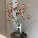 田中 桃子のプロフィール画像