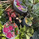 REMIA saoriのプロフィール画像