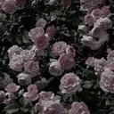 マリーテレジア noa🐈‍⬛のプロフィール画像