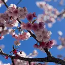 Angelica Michelleのプロフィール画像