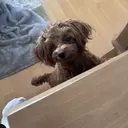 中山 翔愛のプロフィール画像