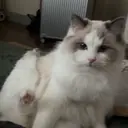 ♡ Ayumi♡のプロフィール画像