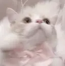 ALBA yuukaのプロフィール画像