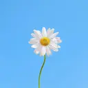 Mer Amiのプロフィール画像