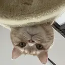 C C🌼のプロフィール画像