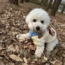 いがらし ふうらのプロフィール画像