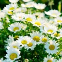 パリスデスキン 長谷のプロフィール画像