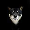 東心斎橋🌏豆柴 🐾倶楽部のプロフィール画像