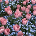 miina .のプロフィール画像