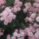 saito kanonのプロフィール画像