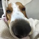 梅村 あさひのプロフィール画像