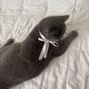 中岡 彩葉のプロフィール画像