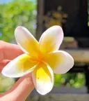 女性の隠れ家サロン 𓂃 Jepunのプロフィール画像