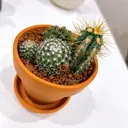 miiimo ミモのプロフィール画像