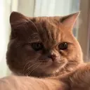 TRU Meiのプロフィール画像