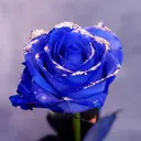 爪屋 玉依姫命のプロフィール画像