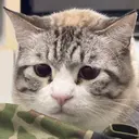 中村 侑愛のプロフィール画像