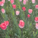 HI NAのプロフィール画像