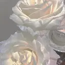 Harune ❤︎のプロフィール画像