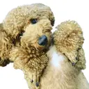 。 AKARIのプロフィール画像