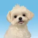 coconailミユ 🎀のプロフィール画像