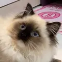 金子 実咲のプロフィール画像