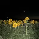 柴田 莉子のプロフィール画像