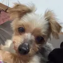 kokua千早 ayumiのプロフィール画像