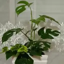 西川 英子のプロフィール画像