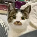 クレセントアイ wakaのプロフィール画像