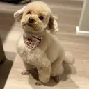 内田 あかねのプロフィール画像