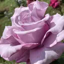 淡島 ひとみのプロフィール画像