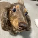 Sakura iのプロフィール画像