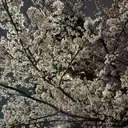 石澤 莉帆のプロフィール画像