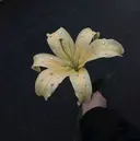 青山 日鞠のプロフィール画像