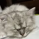 🩷無料モデル募集 千春のプロフィール画像