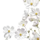 Mian津田沼 Yumiのプロフィール画像