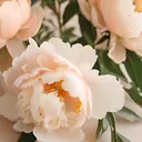 EPIL risaのプロフィール画像